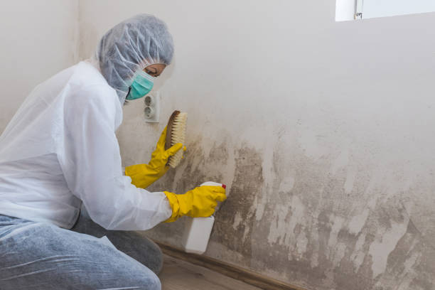 Best Mold Testing  in Fairmount, CO