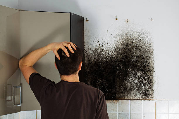 Best Mold Damage Repair  in Fairmount, CO