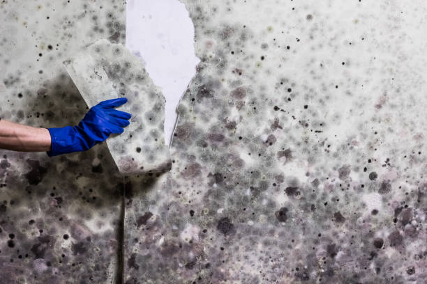 Home Mold Removal in Fairmount, CO
