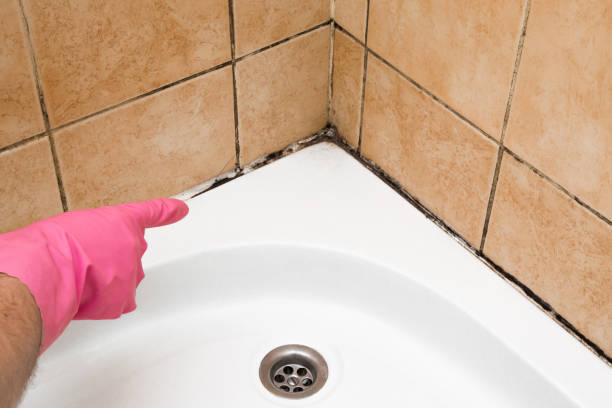 Best Local Mold Removal Service  in Fairmount, CO
