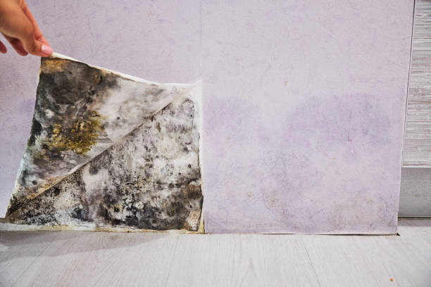 Best Water Damage Restoration  in Fairmount, CO